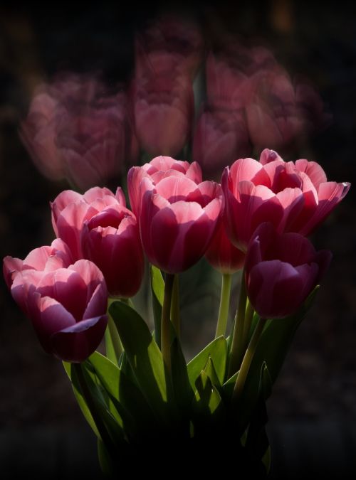 Tulpė, Gėlė, Gamta, Flora, Lapai