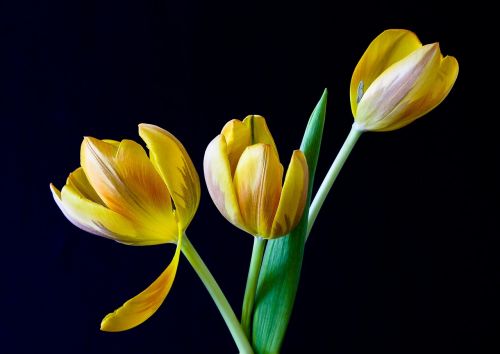 Tulpė, Pavasaris, Gėlės, Geltona