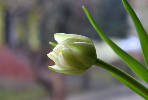 Tulpė, Pavasario Gėlės, Gamta, Gėlė, Augalas