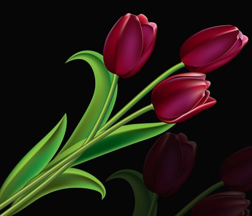 Tulpė, Gėlė, Augalas, Gamta, Lapai, Gėlės, Tulpės Violetinės, Romantiškas, Juodas Fonas