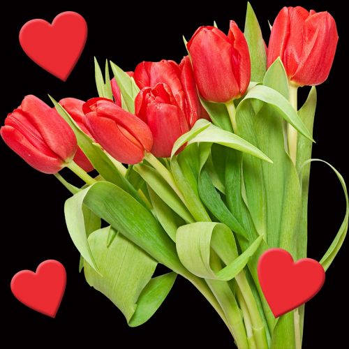 Tulpė,  Gėlė,  Gėlių Puokštė,  Augalas,  Gamta,  Širdis,  Širdis,  Juodas Fonas,  Romantika,  Be Honoraro Mokesčio