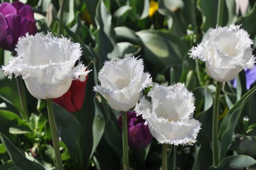 Tulpė, Balta, Žydėti, Gėlė, Floridas, Kanbera, Australia