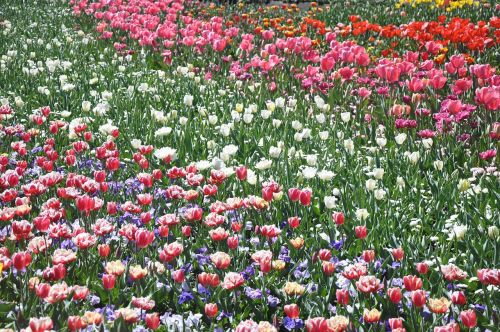 Tulpė, Gėlė, Flora, Gėlių, Žiedas, Žydėti, Augalas, Laukai, Spalvinga, Floridas, Kanbera, Australia