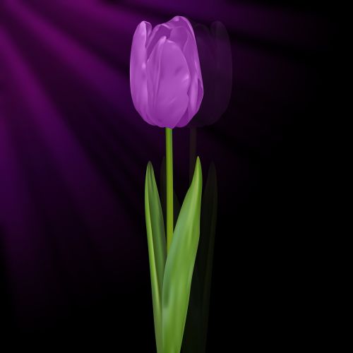 Tulpė,  Tulipan Violetinė,  Juodas Fonas,  Gėlės,  Gėlė,  Žiedlapiai,  Blykstė,  Spalva,  Be Honoraro Mokesčio