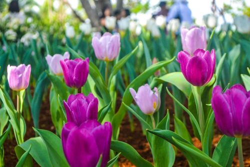 Tulpė,  Gamta,  Flora,  Sodas,  Gėlės,  Tulpės,  Tulpių Rožinės Tulpės Rožinės Spalvos Tulpės