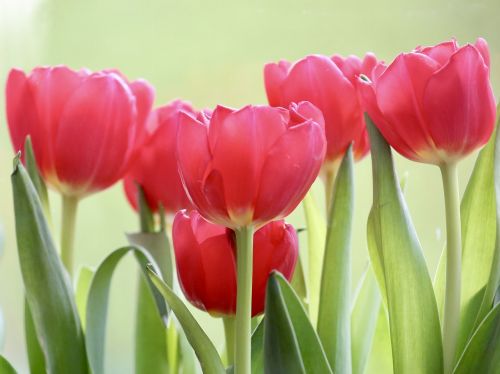 Tulpė,  Gamta,  Augalas,  Gėlė,  Sodas,  Pavasaris,  Gėlės Fotografija,  Be Honoraro Mokesčio