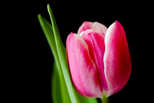 Tulpė, Gėlė, Pavasaris, Rožinis, Tulpės, Gėlės