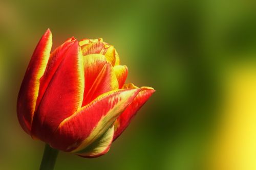 Tulpė,  Gamta,  Gėlė,  Augalas,  Šviesus,  Raudona Geltona,  Pavasaris,  Be Honoraro Mokesčio