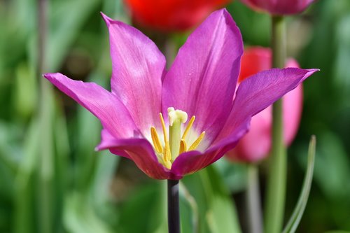 Tulpė,  Schnittblume,  Spyruokliniai Žiedai,  Spaudas,  Kuokelių,  Žiedlapiai,  Žiedas,  Žydi,  Gėlė,  Sodas,  Gėlių Sodas,  Iš Arti,  Augalų,  Floros,  Žydi,  Pobūdį,  Žiedadulkės,  Tręšimas,  Apvaisinti,  Pabarstyti