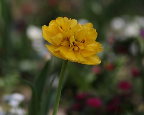 Tulpė,  Geltona,  Gėlės,  Žiedlapiai,  Pavasaris,  Gamta