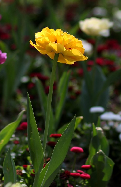 Tulpė,  Geltona,  Gėlės,  Žiedlapiai,  Pavasaris,  Gamta