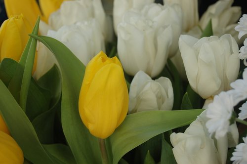 Tulpė,  Gėlė,  Baltos Gėlės,  Geltonos Gėlės,  Gėlių,  Žiedlapis,  Žydi,  Pavasaris