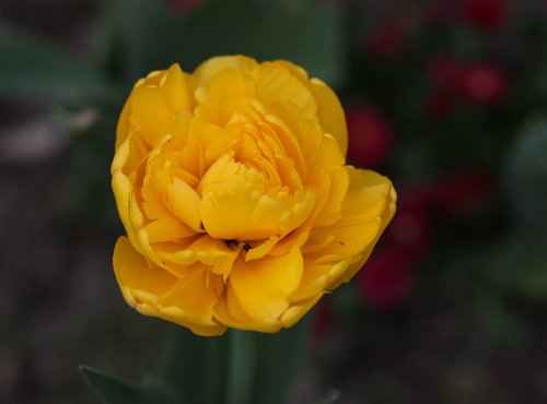 Tulpė,  Geltona,  Gėlė,  Pavasaris