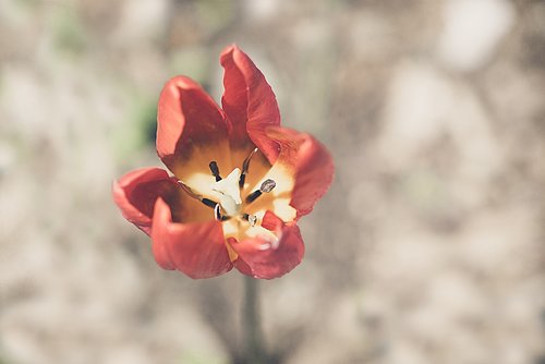 Tulpė,  Gėlė,  Oranžinė,  Orange Tulip,  Sodas,  Gėlių Sodas,  Pavasaris,  Pavasario Gėlė,  Schnittblume,  Saulė,  Žydi,  Žiedas,  Žydi,  Oranžinės Gėlės,  Žiedlapiai,  Piestelė,  Iš Arti,  Pobūdį,  Augalų,  Spalva