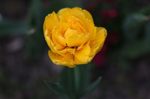 Tulpė,  Geltona,  Žiedlapiai,  Gėlė
