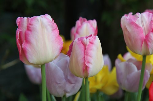 Tulpė,  Tulpės Rožinė,  Spyruoklė-Žydėjimo,  Tulpė Pavasarį