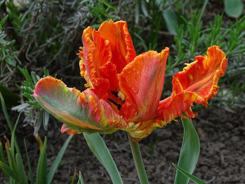 Tulpė,  Parrot Tulpės,  Oranžinė,  Pradžioje,  Pavasaris,  Pavasario Gėlė,  Gėlė,  Pobūdį,  Augalų,  Sodas