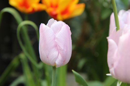 Tulpė,  Tulpė Pavasarį