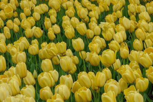 Tulpė,  Tulpės,  Gėlė,  Botanikos,  Geltona