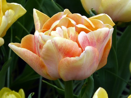 Tulpė,  Lelija,  Oranžinė,  Geltona,  Pavasaris,  Keukenhof,  Gėlė,  Gamta