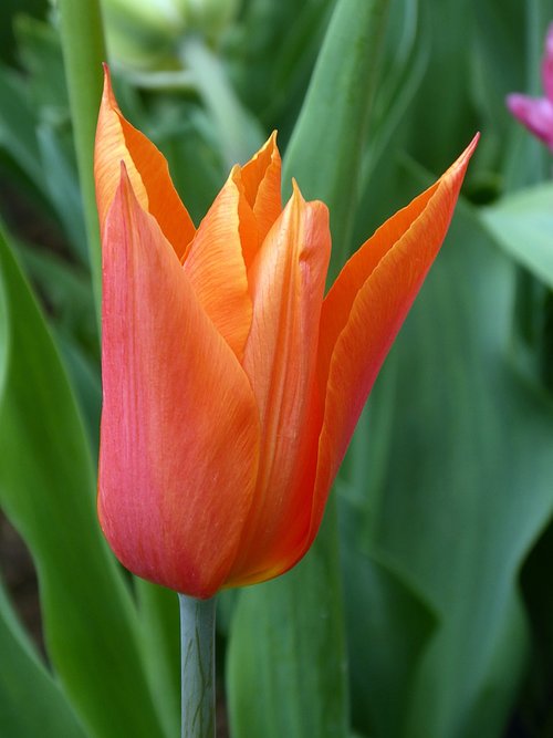 Tulpė,  Gėlė,  Pavasaris,  Tulip Vilkdalgis,  Oranžinė,  Lelija