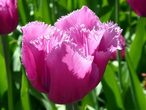 Tulpė,  Gėlė,  Pavasaris,  Tulip Fringed,  Rožinė Tulpė,  Lelija,  Sodas