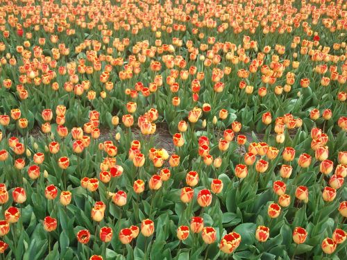 Tulpė, Tulpės, Lemputė, Nyderlandai, Holland, Pavasaris, Gamta, Žydėti, Gėlė, Augalai
