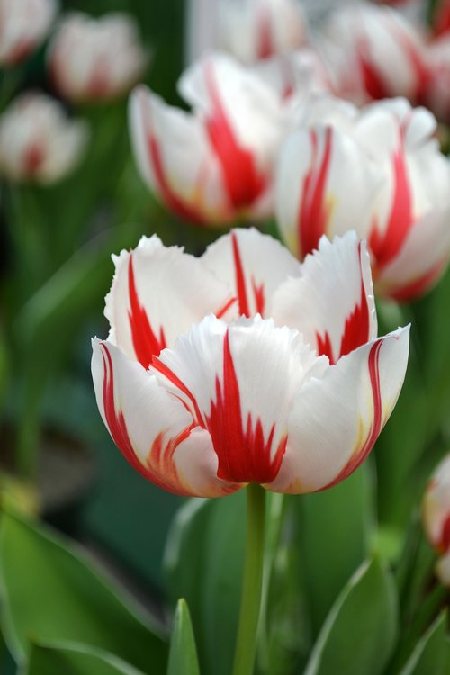 Tulpė,  Raudonos Ir Baltos Spalvos,  Žydi,  Pavasaris,  Gėlė