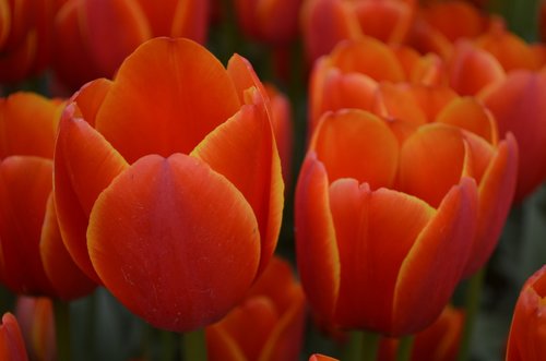 Tulpė,  Gėlė,  Oranžinė,  Festivalis,  Augalai,  Gėlės