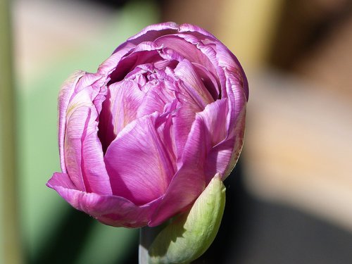 Tulpė,  Violetinė,  Lökväxt,  Pavasaris