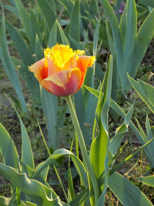 Tulpė,  Botanikos Sodas,  Gėlė,  Pavasaris,  Gražus