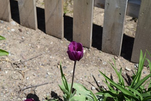 Tulpė,  Gėlė,  Pavasaris