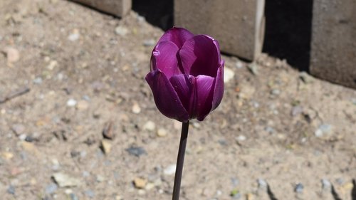 Tulpė,  Violetinė Tulpė,  Gėlė