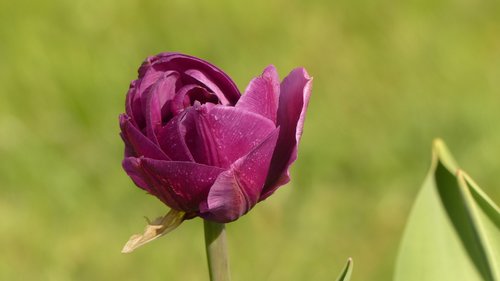 Tulpė,  Violetinė,  Pavasaris,  Gėlės,  Iš Arti,  Violetinė,  Veisimo Tulpė,  Violetinės Tulpės,  Schnittblume,  Floros,  Tulip Gėlės,  Pobūdį,  Anksti Gama,  Tulipa