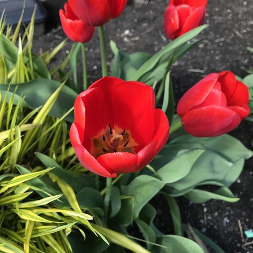 Tulpė,  Gėlė,  Raudonas