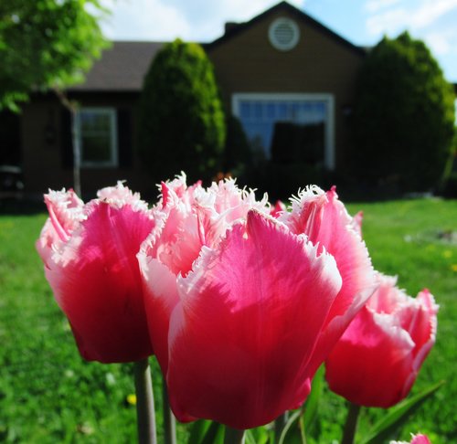 Tulpė,  Namas,  Pavasaris,  Gėlės