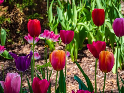 Tulpė,  Gėlė,  Spalvinga,  Swarthmore Kolegijoje,  Pavasaris