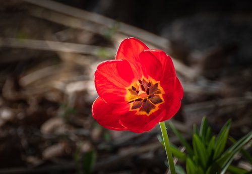 Tulpė,  Raudona,  Gėlė,  Pavasaris