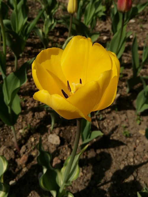 Tulpė,  Pavasaris,  Gėlės,  Spyruokliniai Žiedai,  Gražu,  Pobūdį,  Makro Fotografija