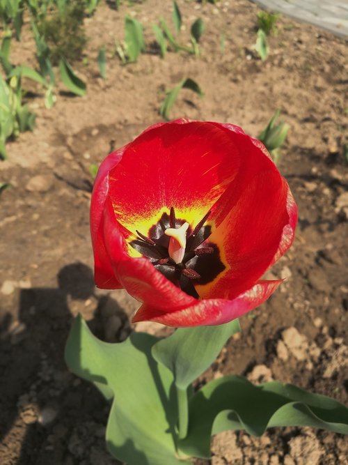 Tulpė,  Pavasaris,  Gėlės,  Spyruokliniai Žiedai,  Gražu,  Pobūdį,  Makro Fotografija