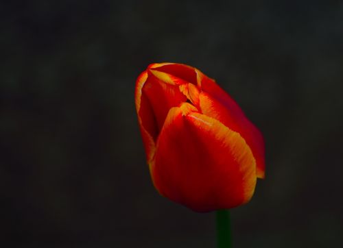 Tulpė, Pavasario Gėlė, Žydėti, Niagaros Parkas, Ontarijas, Flora, Makro
