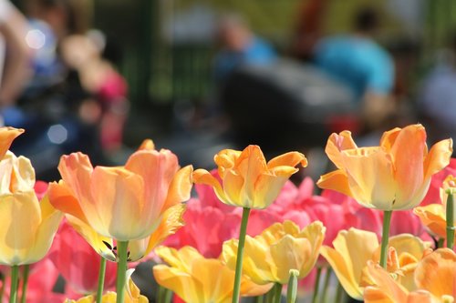 Tulpė,  Gėlės,  Pavasaris,  Augalai