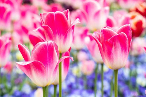 Tulpė,  Rosa,  Pavasaris,  Gėlė,  Stiebas,  Žiedlapiai