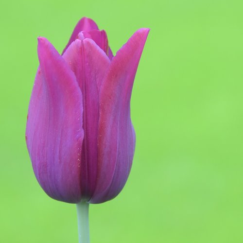 Tulpė,  Keukenhof,  Olandija,  Gėlė,  Parkas