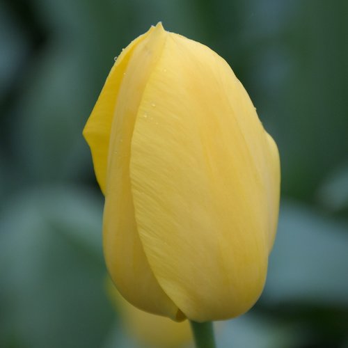 Tulpė,  Keukenhof,  Olandija,  Gėlė,  Parkas