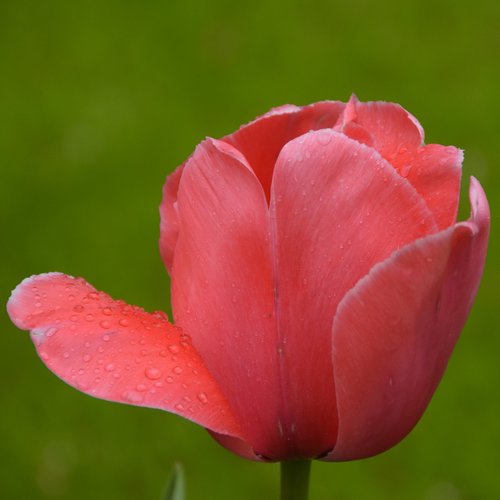 Tulpė,  Keukenhof,  Olandija,  Tulpės,  Gėlės,  Parkas