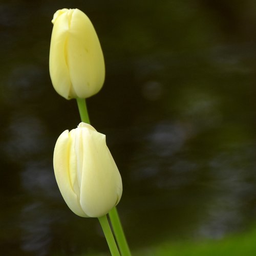 Tulpė,  Keukenhof,  Olandija,  Gėlė,  Olandų