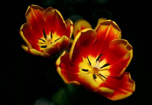 Tulpė,  Gėlė,  Amateurpic,  Raudona,  Geltona,  Tulpė # 4