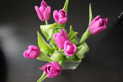 Tulpė, Gėlė, Gamta, Gėlės, Rožinis, Augalai