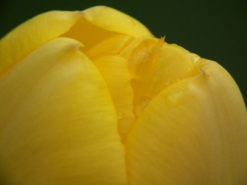 Tulpė, Geltona, Flora